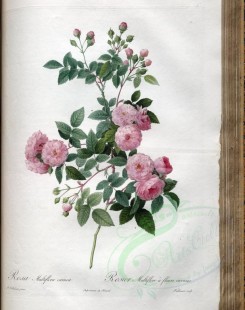 roses_flowers-00485 - rosa multiflora carnea [3400x4300]