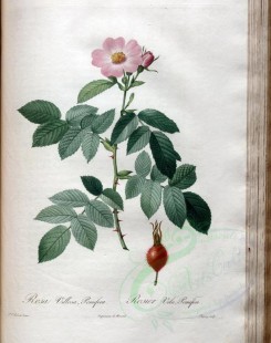 roses_flowers-00533 - rosa villosa pomifera [3400x4300]