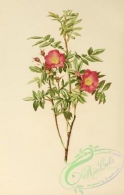roses_flowers-00593 - rosa nitida [2851x4454]