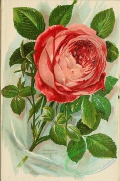 roses_flowers-00679 - Mrs John Laing (Hybrid Remontant Rose) [2318x3469]