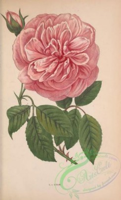 roses_flowers-00856 - Rose Adam