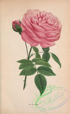 roses_flowers-00888 - Rose La Reine