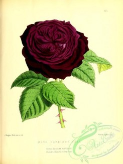 roses_flowers-00932 - rose harrison weir