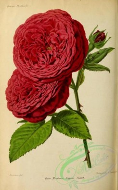 roses_flowers-00964 - Rose Madame Scipion Cochet