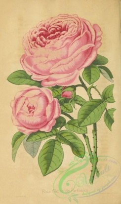 roses_flowers-00996 - Rose Gloire de Parthenay