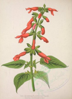 sage-00112 - Gesnera-flowered Sage, salvia gesneraeflora [3189x4365]