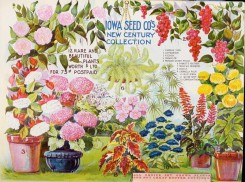 sage-00215 - 030-Flowers in vases, Camellia, Antigonon, Fuchsia, Geranium, Phlox, Primrose, Palm, Salvia, Chrysanthemum