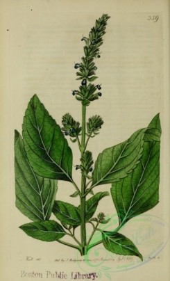 sage-00218 - Spanish Sage, salvia hispanica