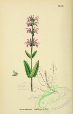 sage-00261 - Small-flowered Clary, salvia clandestina