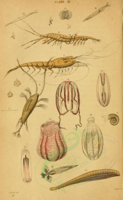 sea_animals-00119 - Corals, arthropods [1928x3118]