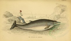 sea_animals-00124 - Diodon of Sowerby [3118x1801]
