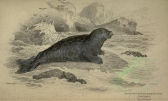 sea_animals-00193 - Marbled Seal [3566x2148]