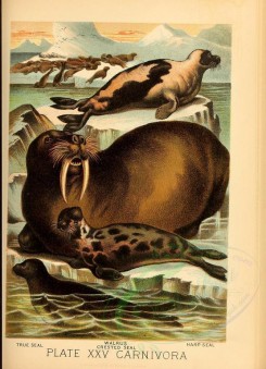 sea_animals-00215 - True Seal, Walrus, Crested Seal, Harp Seal [2376x3286]