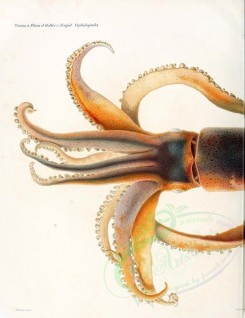 sea_animals-00350 - todarodes sagittatus, 1 [2748x3570]