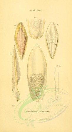 sea_animals-00511 - sepia officinalis, sepia bisserialis [1906x3466]