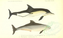 sea_animals-00522 - delphinus delphis variegatus, phocoena communis [3614x2200]