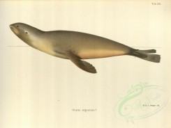 sea_animals-00533 - otaria argentata [4588x3446]