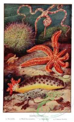 sea_animals-00609 - Sea-urchin, Black Sea-cucumber, Brittle Star, Common Starfish