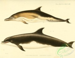 sea_animals-00614 - delphinus delphis, delphinus tursio