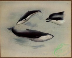 sea_animals-00619 - Bottle-nosed Whale, Lesser Rorqual, Rudolphi's Rorqual
