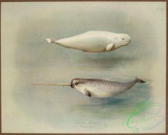 sea_animals-00625 - White Whale, Narwhal