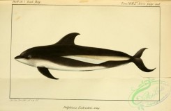 sea_animals-00630 - delphinus eschrichtii