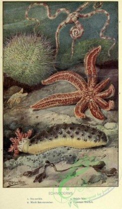 sea_animals-00646 - Sea-urchin, Black Sea-cucumber, Brittle Star, Common Starfish