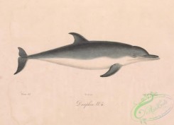 sea_animals-00785 - 005-Dolphin