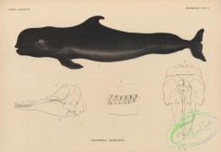 sea_animals-00792 - 004-delphinus globiceps