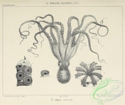 sea_animals-00797 - 002-octopus vulgaris