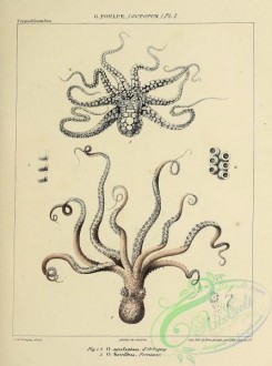 sea_animals-00803 - 010-octopus aculeatus, octopus horridus
