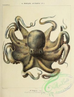 sea_animals-00807 - 014-octopus vulgaria