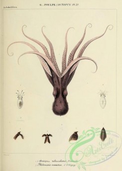 sea_animals-00813 - 024-octopus tuberculatus, philonexis venustus