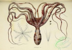 sea_animals-00816 - 027-octopus macropus
