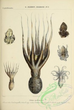 sea_animals-00824 - 036-eledone moschatus