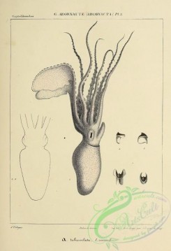sea_animals-00828 - 043-argonauta tuberculata