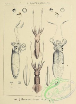 sea_animals-00875 - 112-loligo sumatrensis, loligo brevipinna