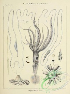 sea_animals-00885 - 125-loligopsis veranii