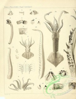 sea_animals_bw-00022 - 013-veranya sicula, ancistroteuthis lichtensteini, teleoteuthis krohnii, teleoteuthis caribbaea