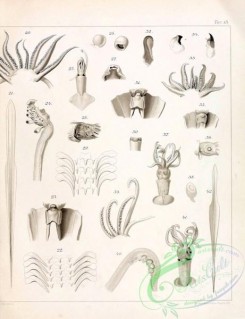 sea_animals_bw-00023 - 014-veranya sicula, ancistroteuthis lichtensteini, teleoteuthis krohnii, teleoteuthis caribbaea