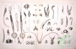 sea_animals_bw-00027 - 018-doratopsis vermicularis, entomopsis velainii, sepiola rondeletii, sepiola aurantiaca