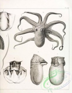 sea_animals_bw-00050 - 041-octopus salutii, octopus vulgaris