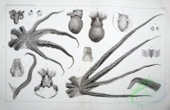 sea_animals_bw-00054 - 045-octopus vulgaris, octopus macropus