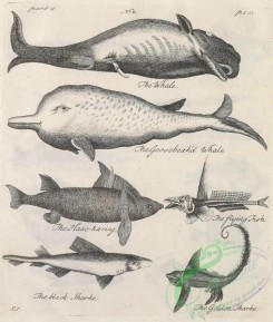 sea_animals_bw-00143 - 002-Whale, Goosebeaked Whale, Haac-kaering, Flying Fish, Black Shark, Golden Shark