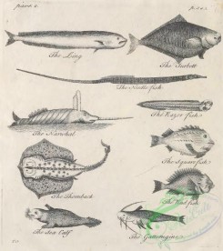 sea_animals_bw-00145 - 004-Ling, Turbett, Narwhal, Razor Fish, Square Fish, Thornback, Red fish