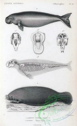 sea_animals_bw-00149 - 001-Lamantin, trichechus manatus, Dugong, halicore dugong