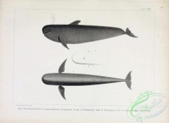 sea_animals_bw-00240 - 029-Blackfish, globiocephalus scammonii