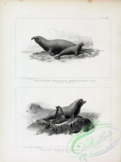 sea_animals_bw-00245 - 034-Sea-Elephant, macrorhinus angustirostris, Sea-Lion, eumetopias stelleri