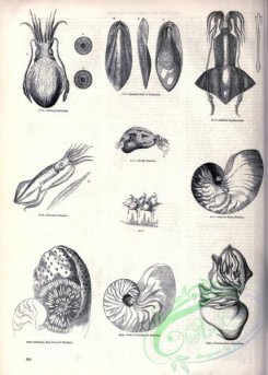 sea_animals_bw-00253 - 005-Calamary, Cuttle-fish, Shells