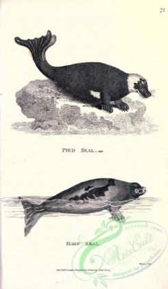 sea_animals_bw-00257 - 001-Pied Seal, Harp Seal
